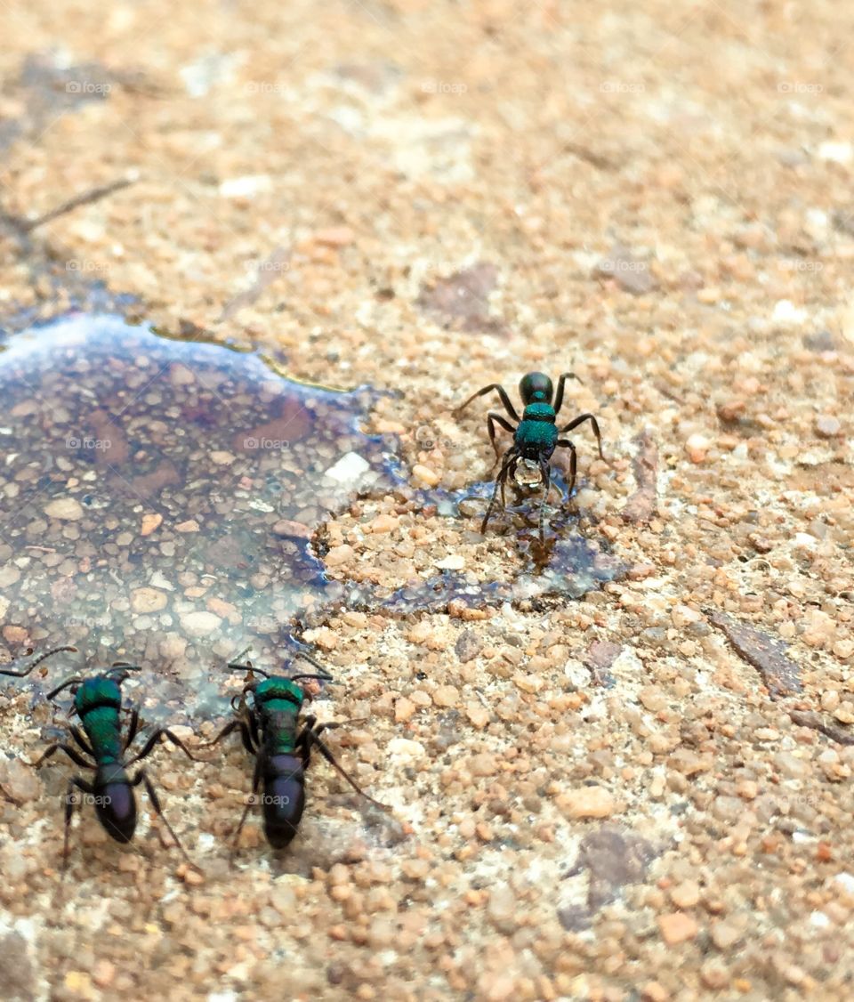 Working worker ants Australian in pool of honey feeding closeup iridescence 