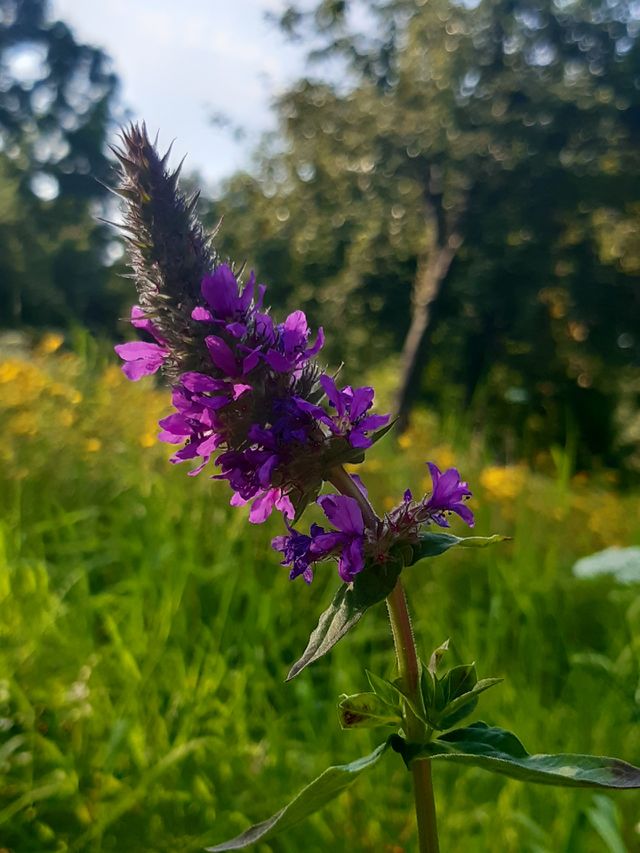 Purple loosestrife