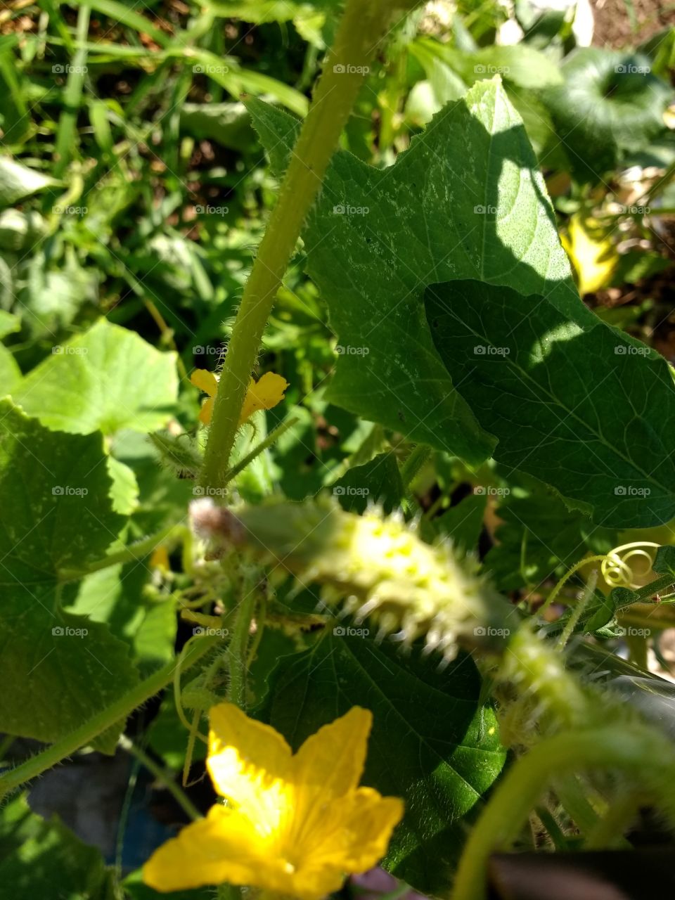 a cucumber is born