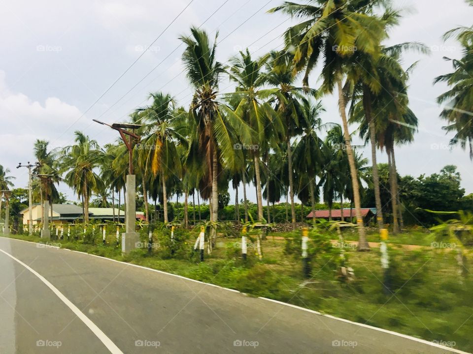 Coconut trees 🌴 