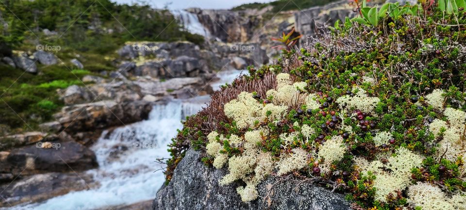 Northern tundra growing autum moss