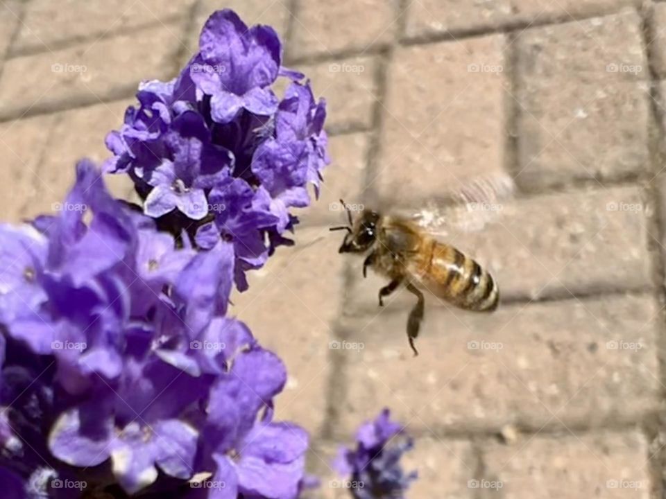 Bee