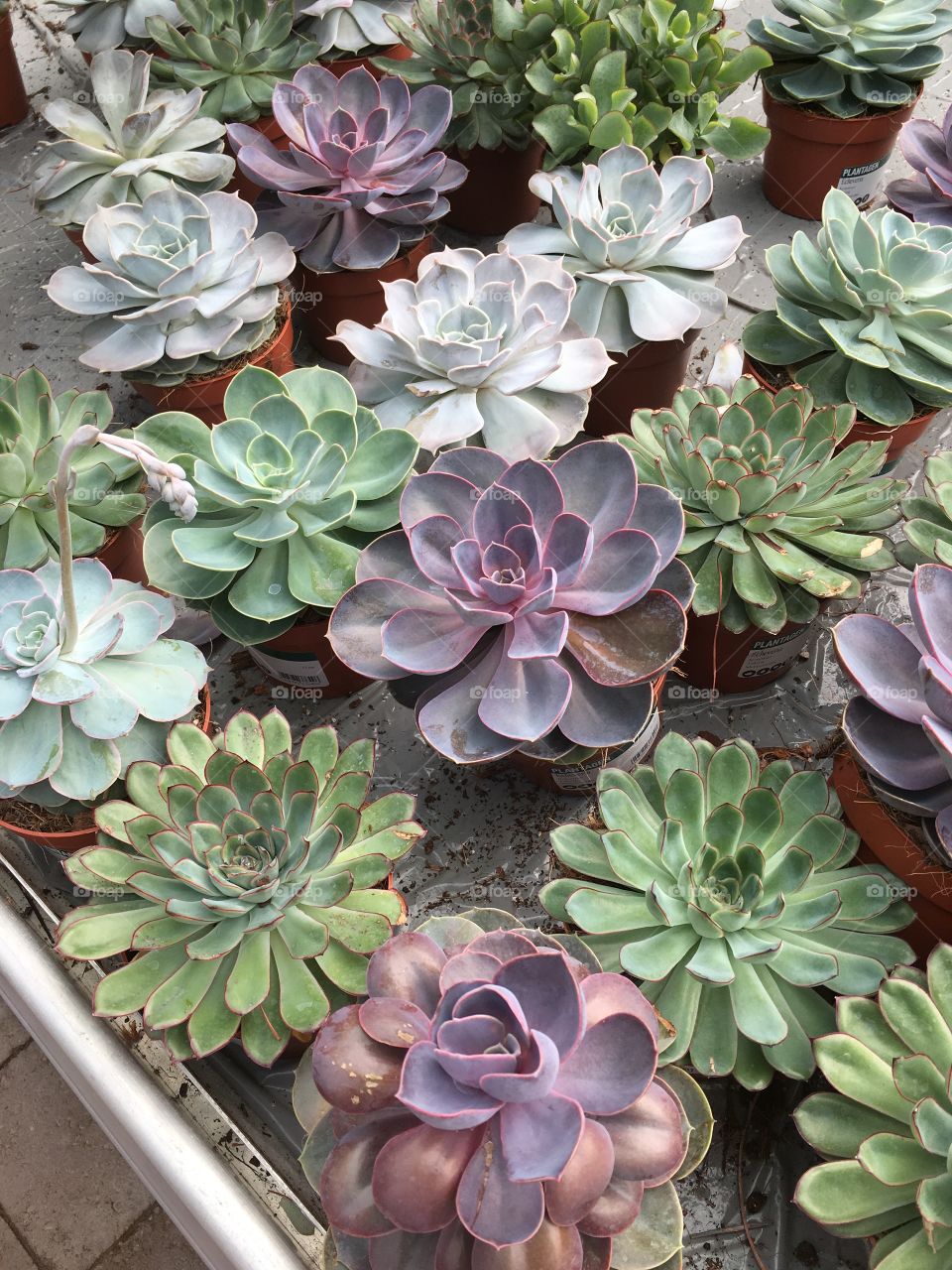 Succulents 