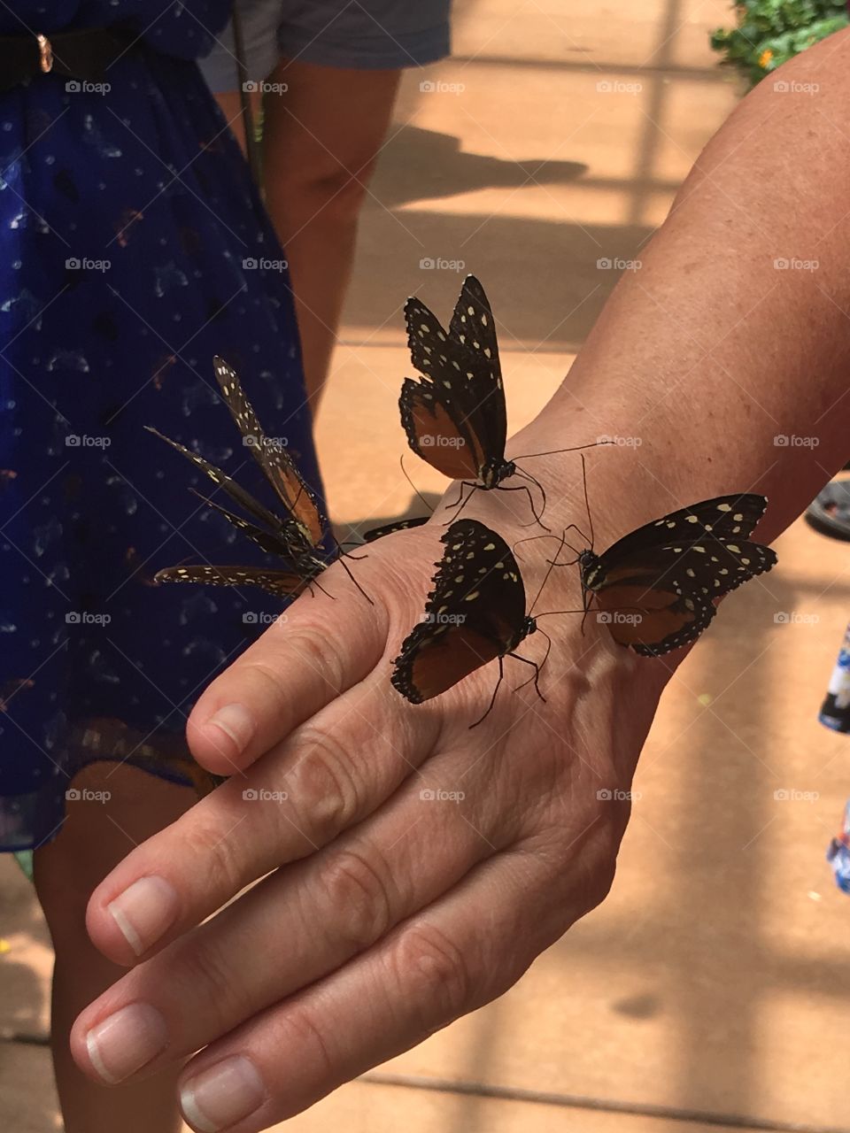 Handful of butterflies 