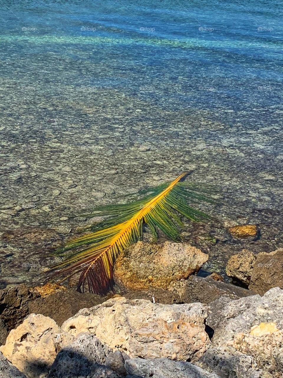 YELLOW PALM LEAF