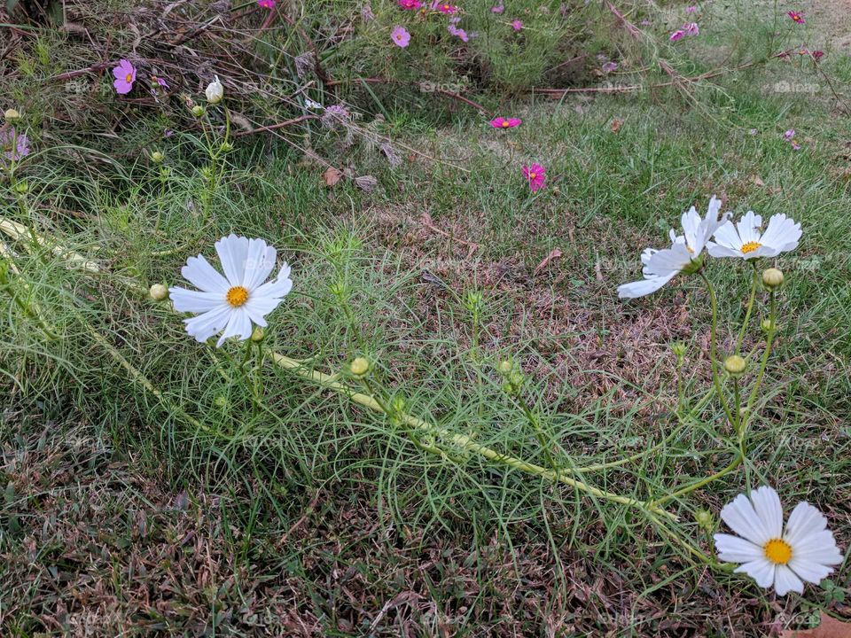 wildflowers