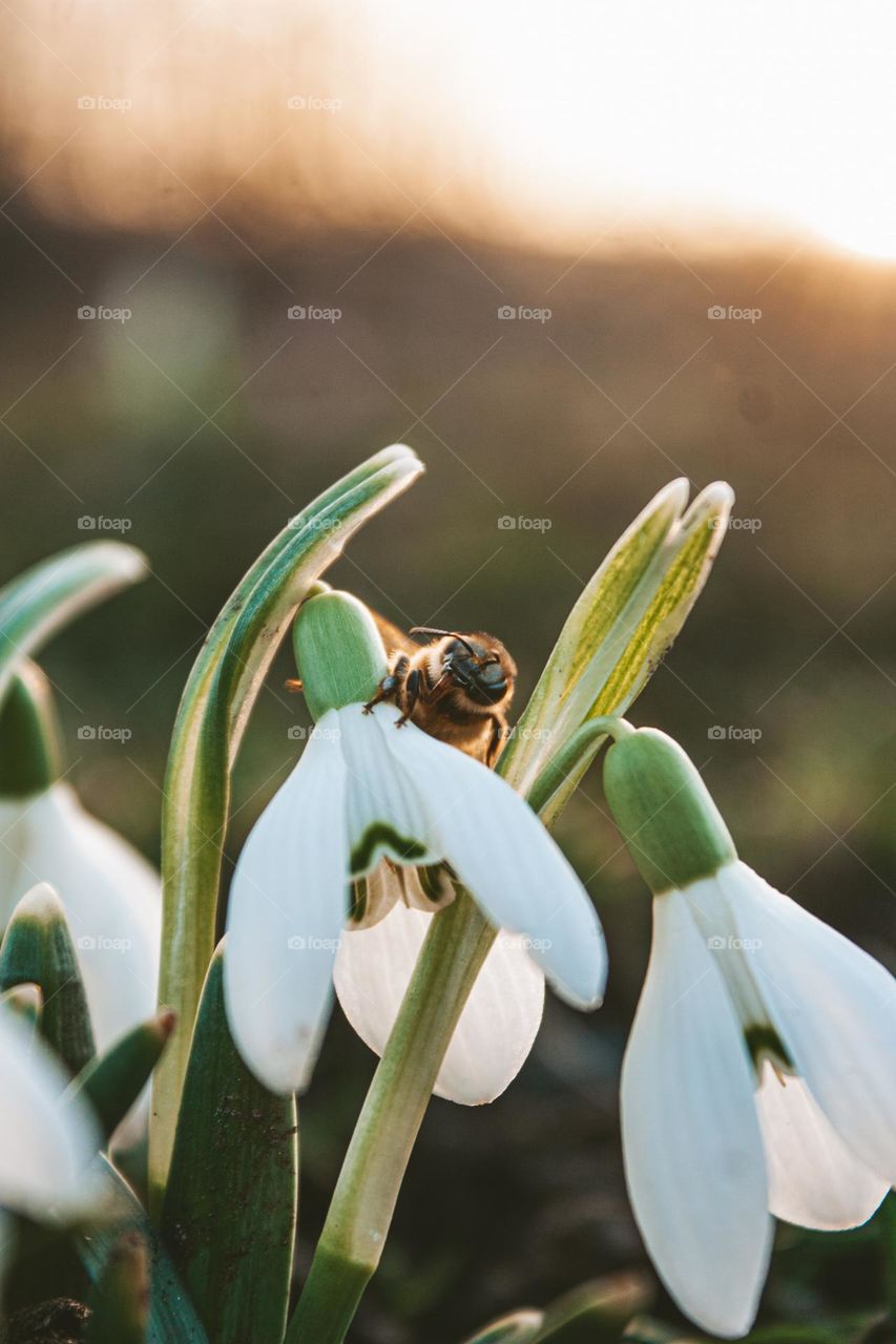 bee on a bunch of snowdrops