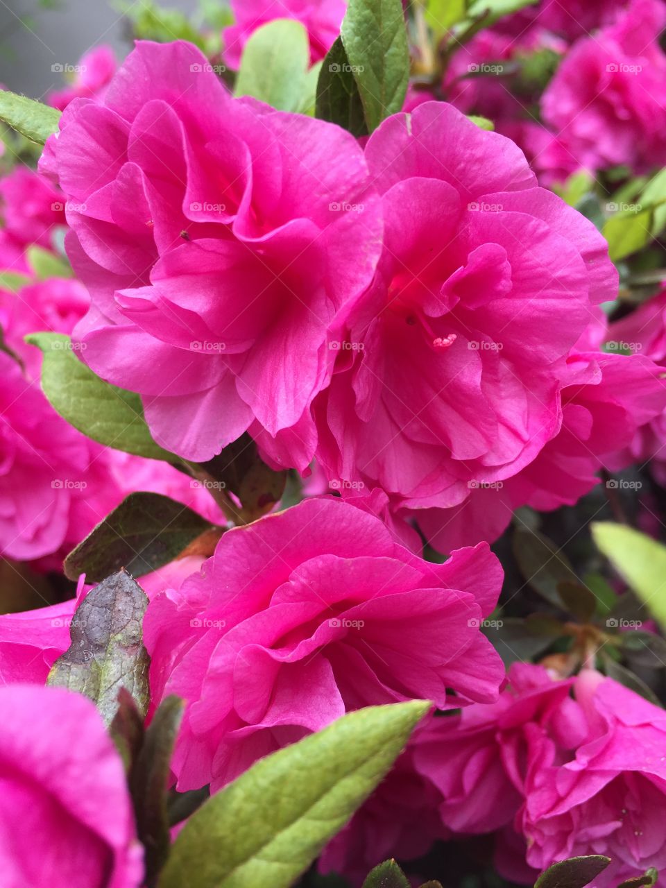 Close-up of pink flower