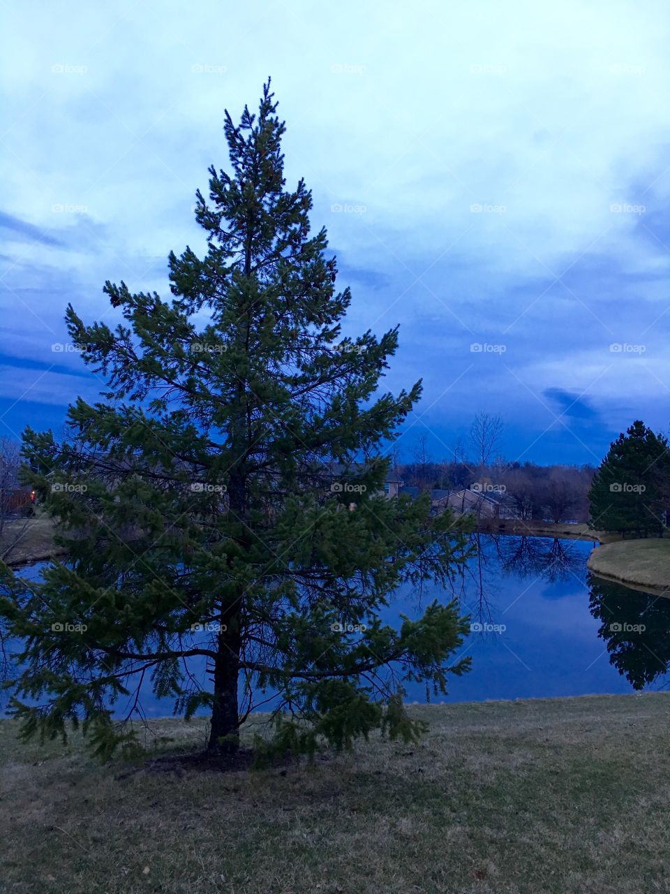 Pine tree at dusk