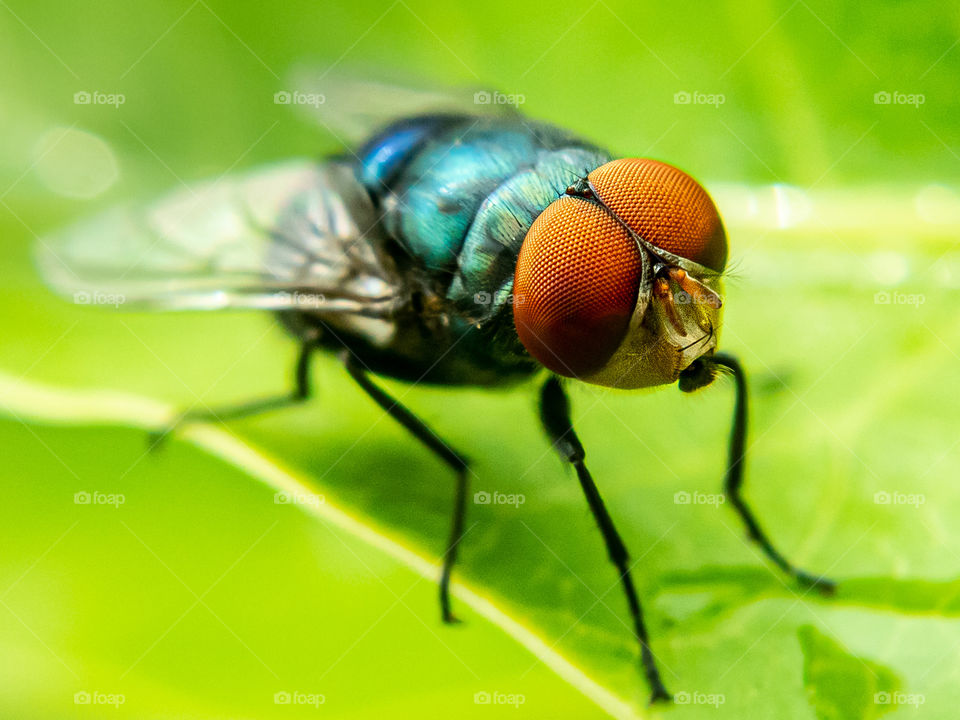 Compound eyes are made up of thousands of individual visual receptors, called ommatidia. Each ommatidium is a functioning eye in itself, and thousands of them together create a broad field of vision for the fly.