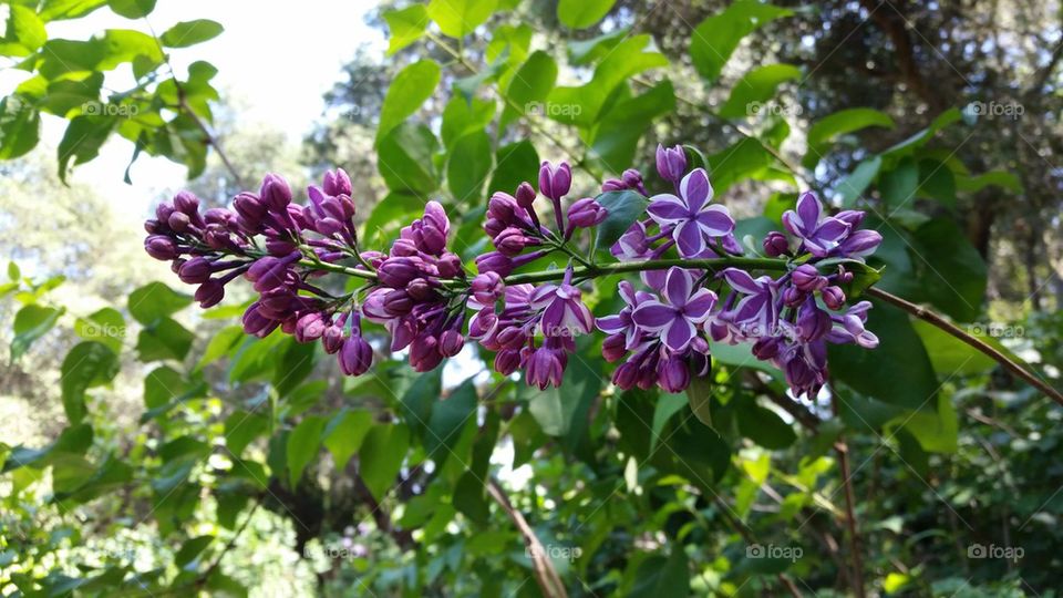 The Last Lilac
