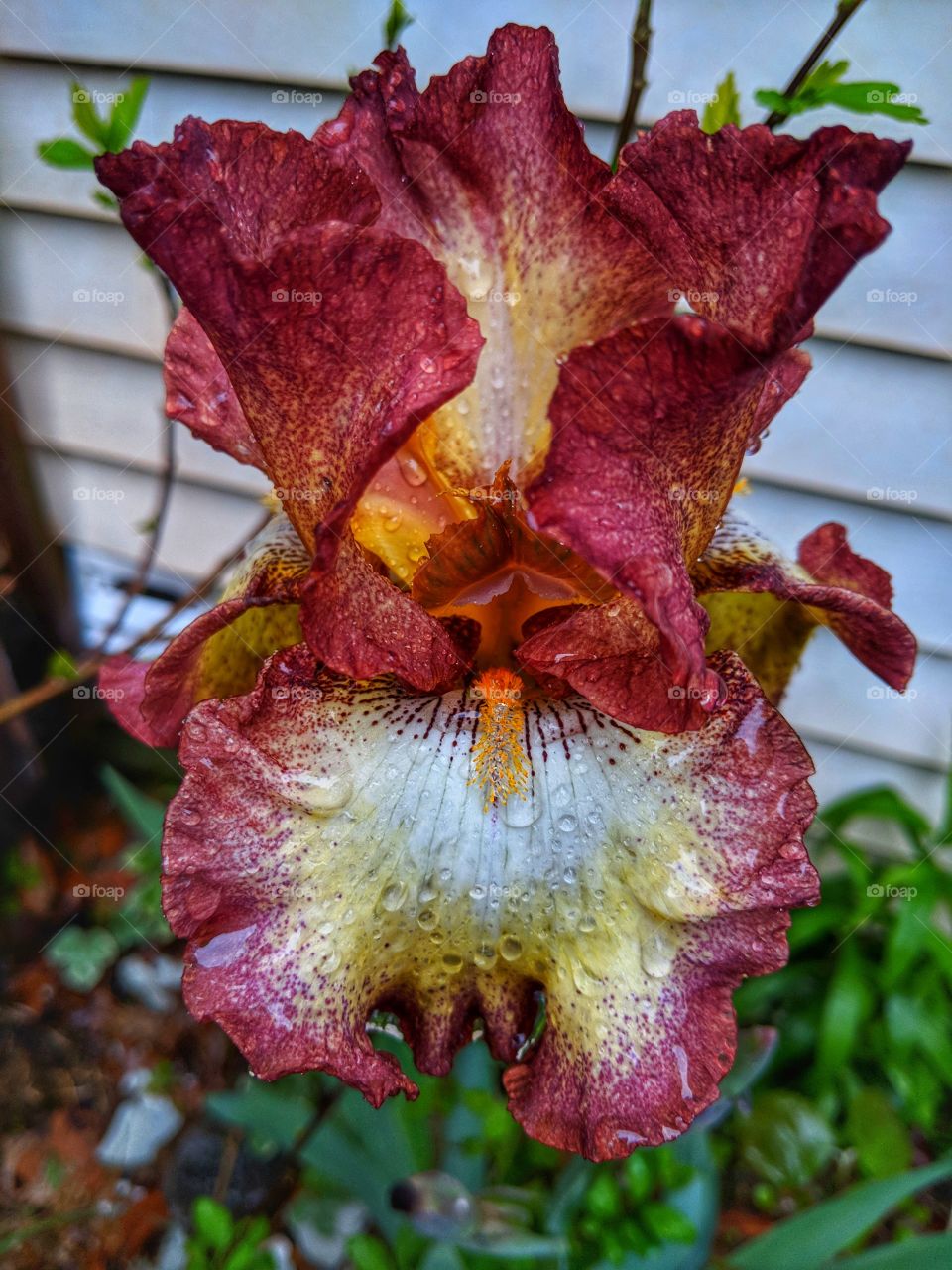 Iris in bloom