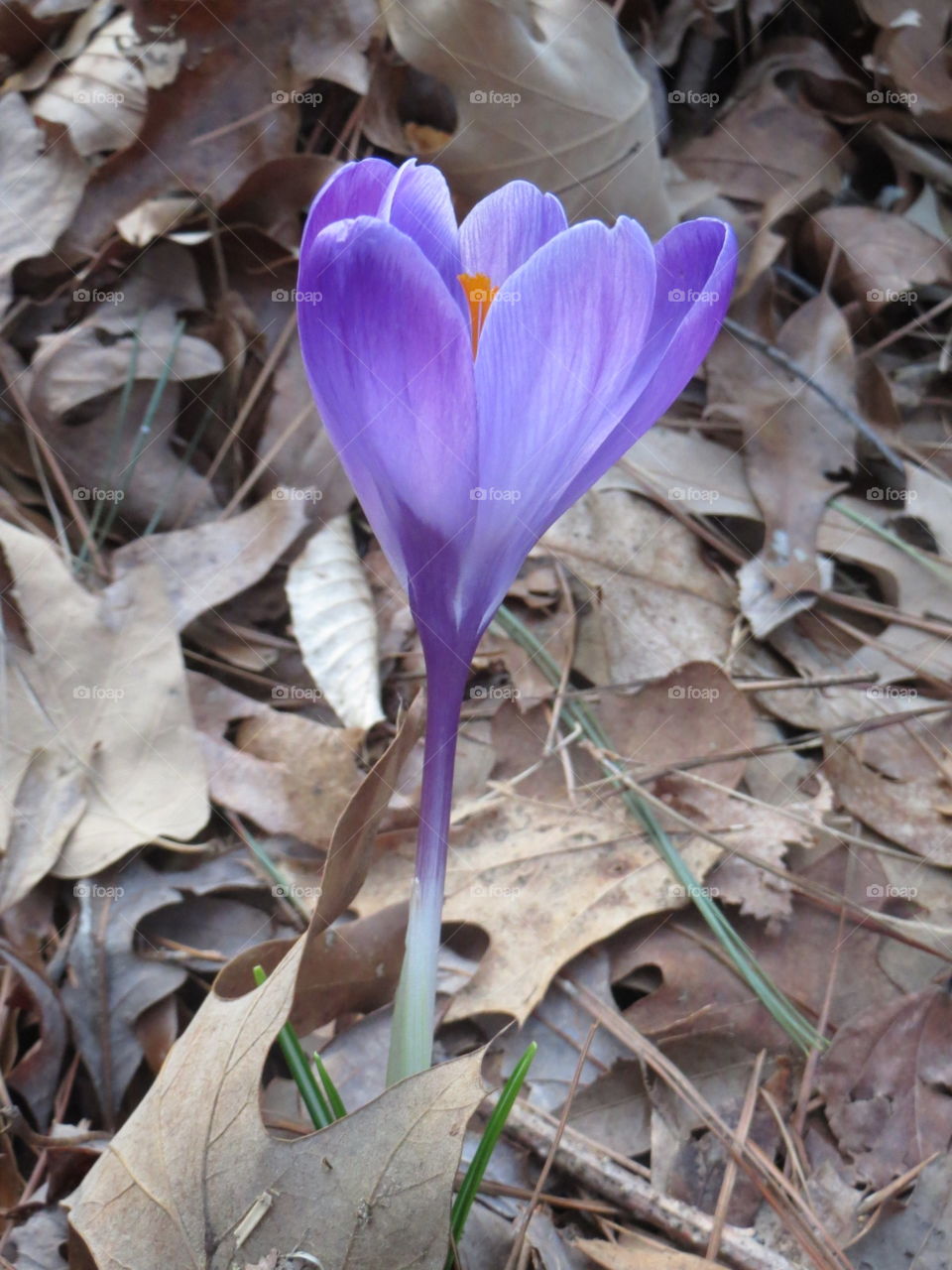 Leaf, Nature, Season, Flora, Flower