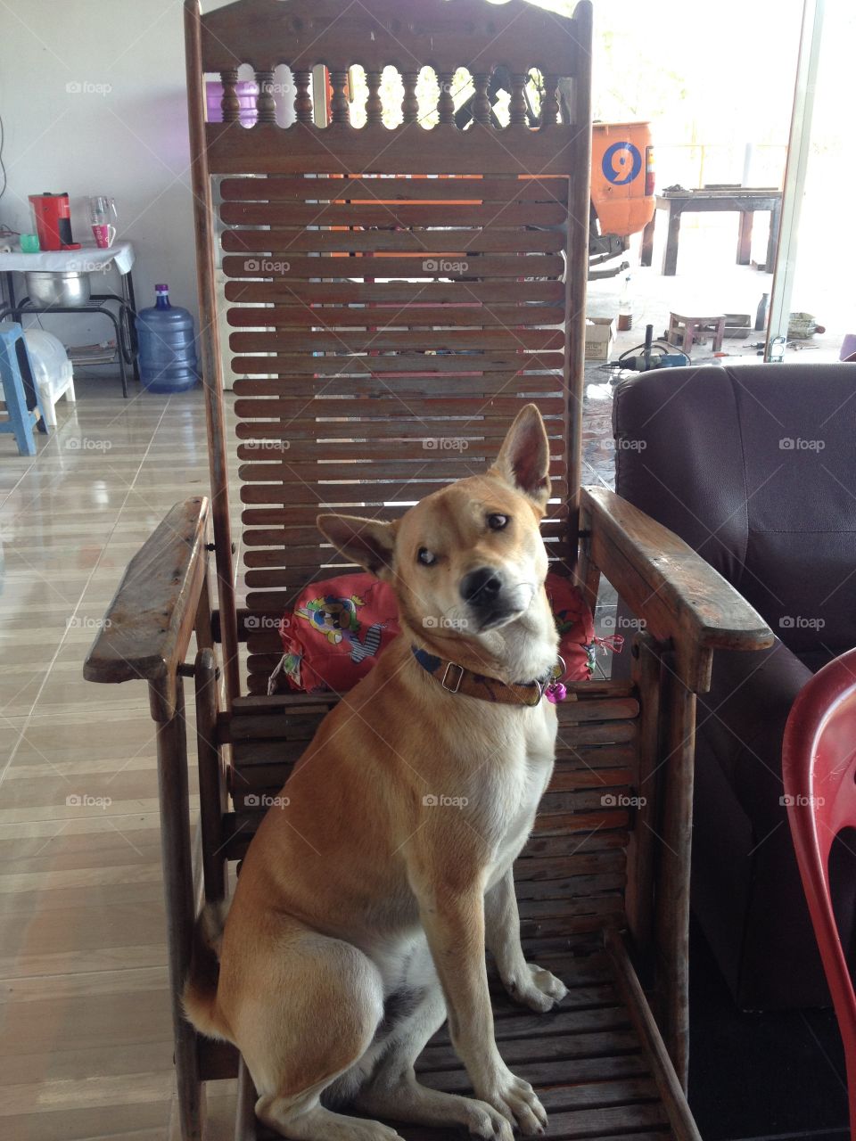 Thai dog sit on wooden chair. 