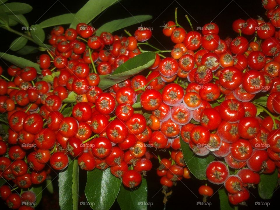 Red berries Cotoneaster