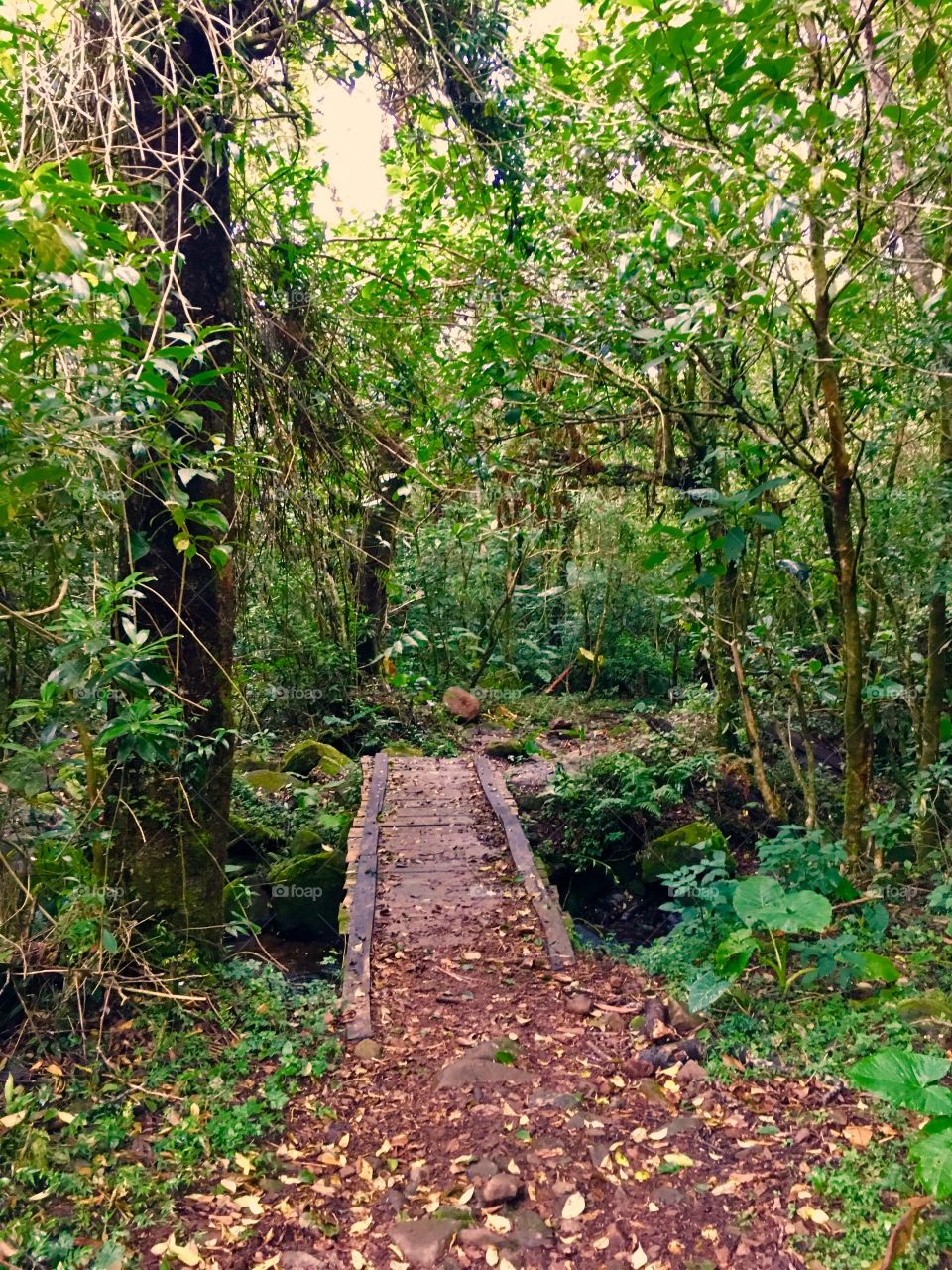 Juan Castro Blanco National Park, Alajuela, Costa Rica