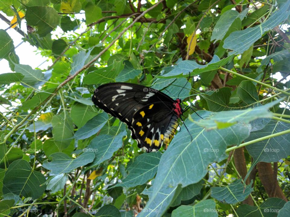 Butterfly Landing