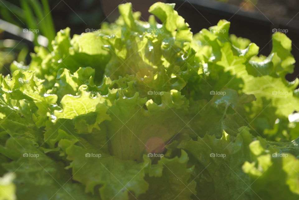 salad in garden