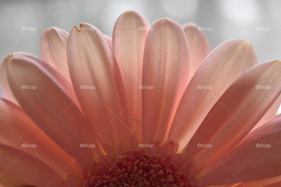 weekly photo pink daisy petals