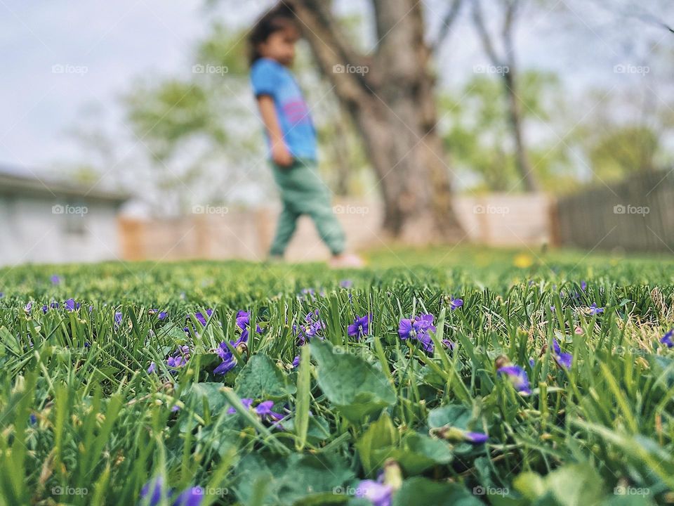 Purple flowers in the grass while little girl walks on the lawn in the distance, out of focus toddler on the grass, toddler enjoys springtime, small purple springtime flowers, springtime beauty outside 