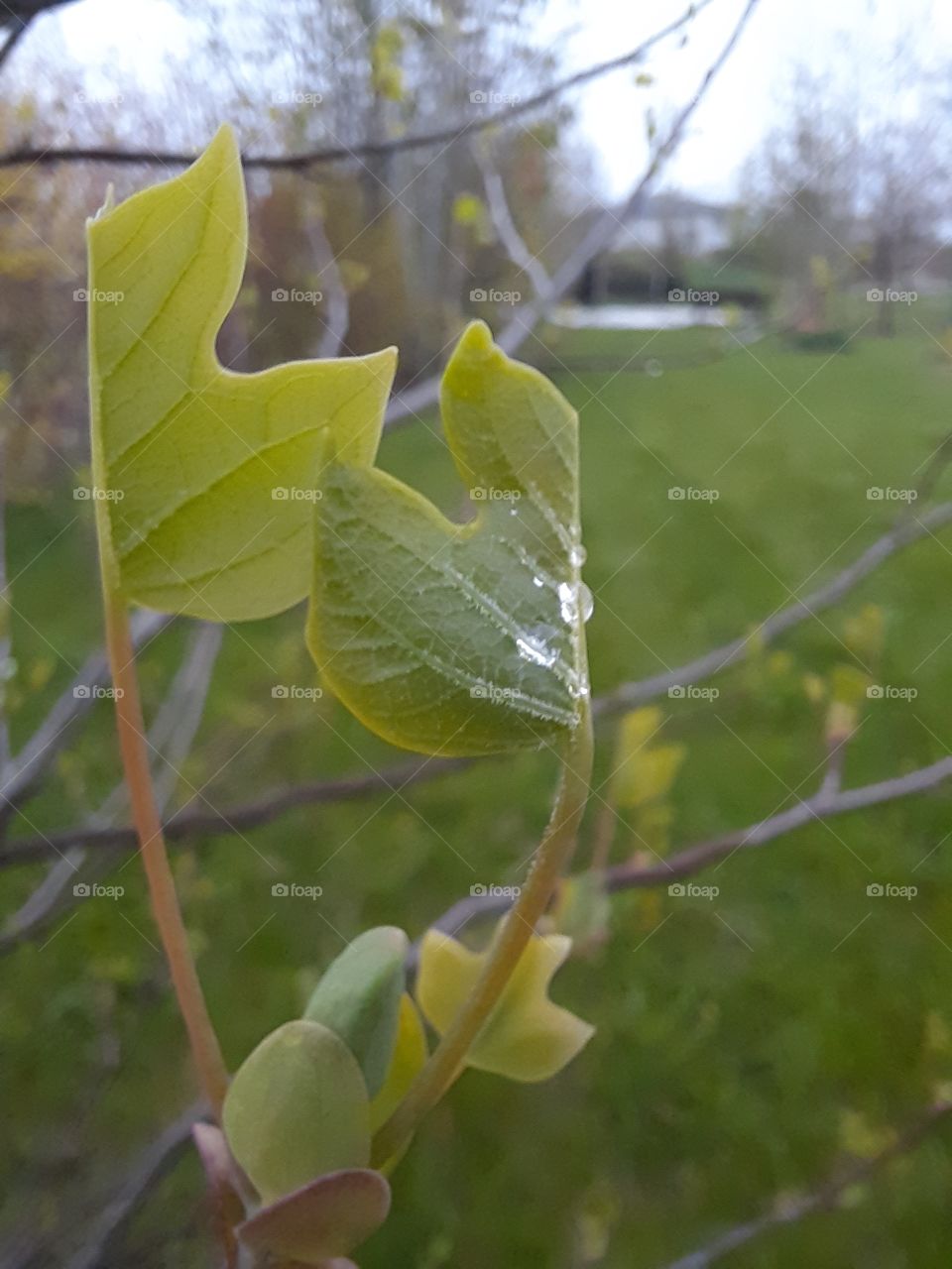 fresh leaves  of tulip tree with rain drops