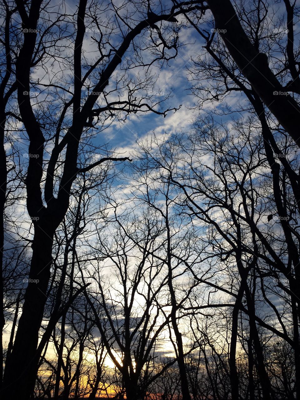 Low angle view of bare trees in forest