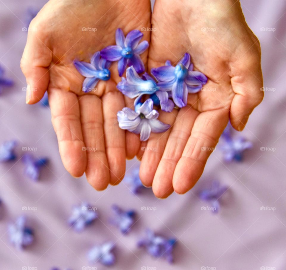 Hyacinth flowers in hands and on background 