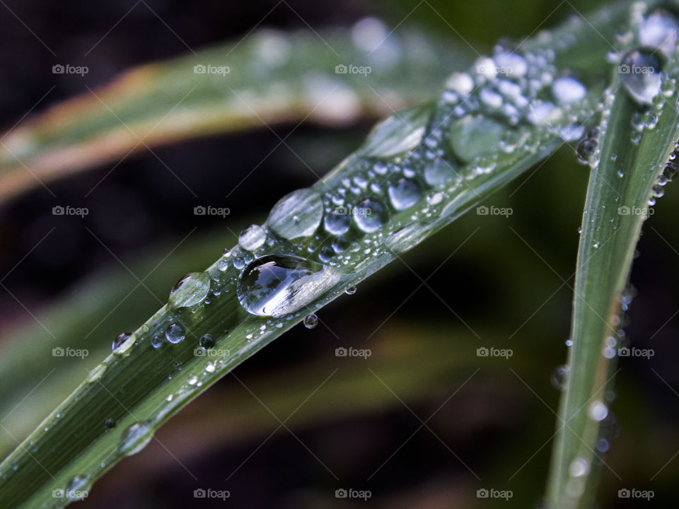 Water droplets on a daylily plant