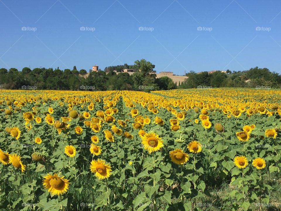 Fields in Tuscany