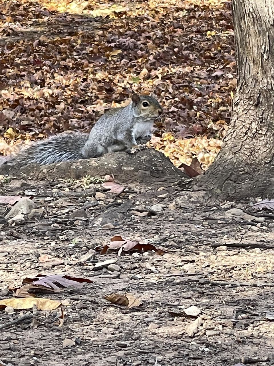 Squirrel 🐿️
