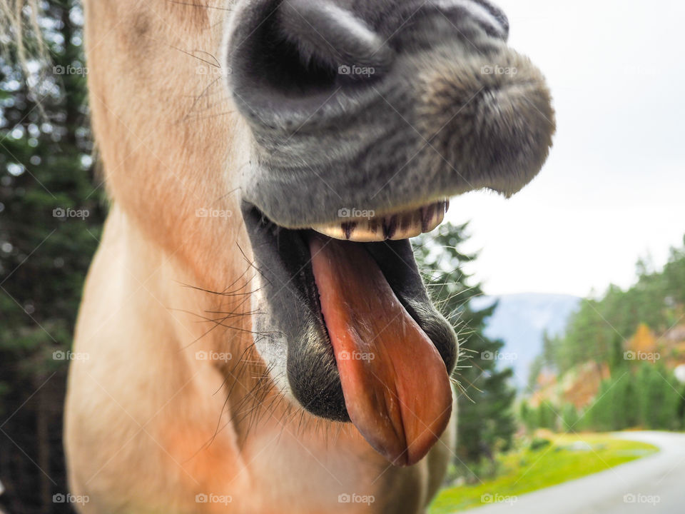 Close-up of a horse's mouth