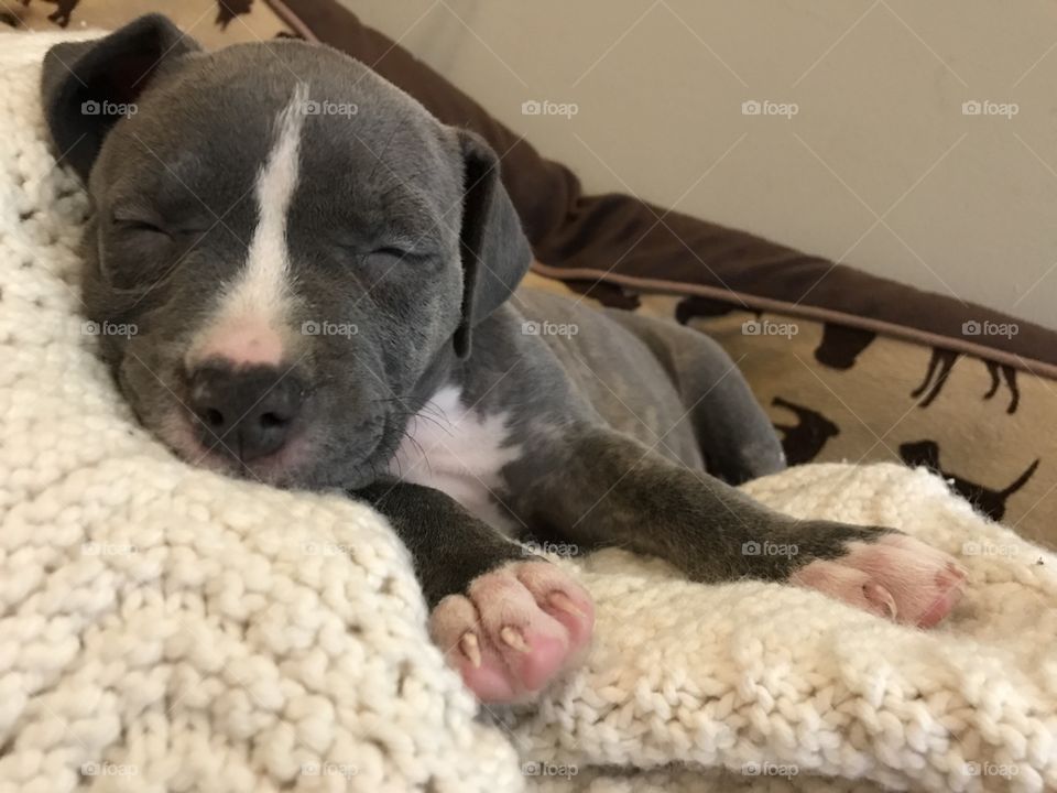 Sleeping Pitbull Pup