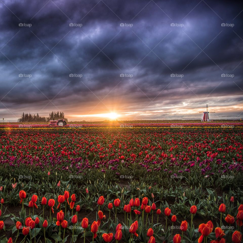 Red tulip flowers on field at sunset