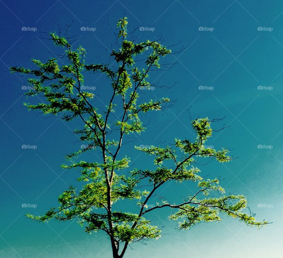 Chicago Series: Budding Trees