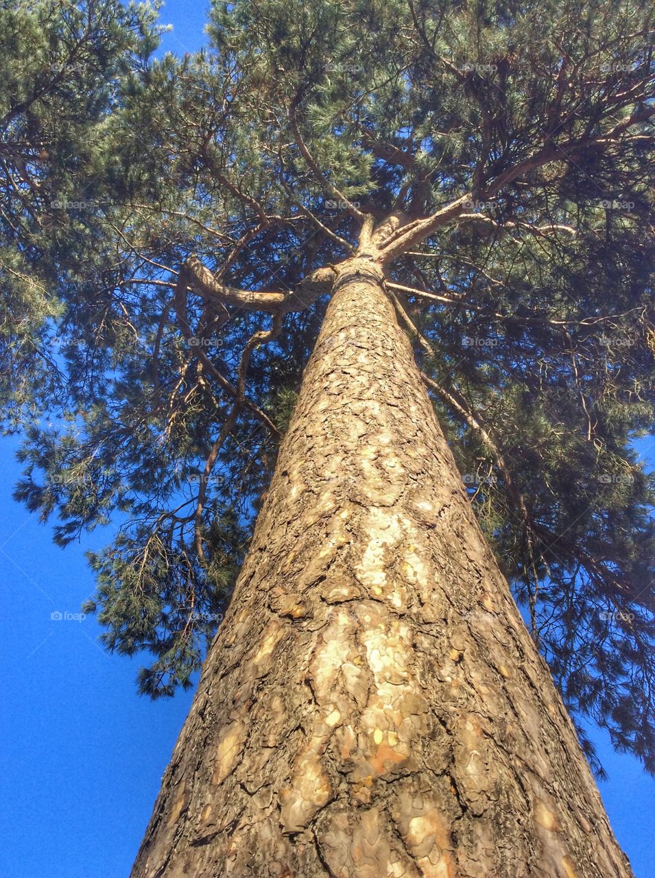 Tall tree
