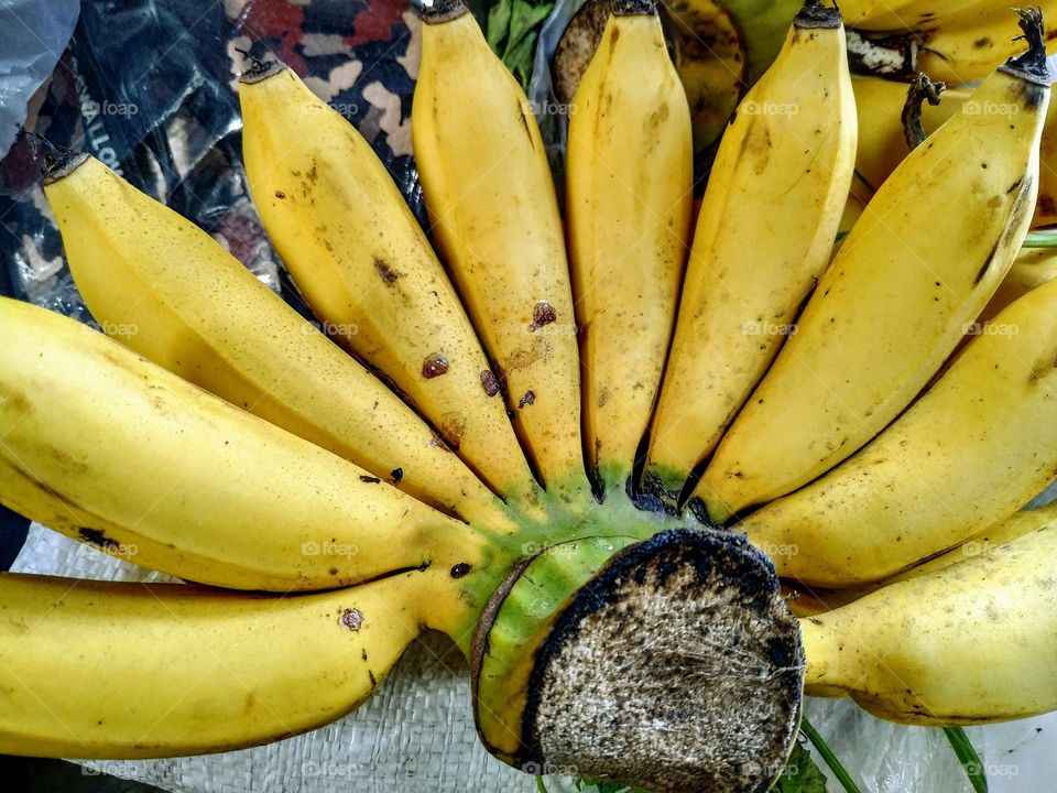 bananas, most widely consumed fruits in the world. image shoot in yogyakarta Indonesia