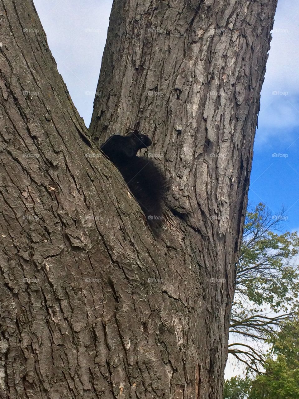 Squirrel and tree