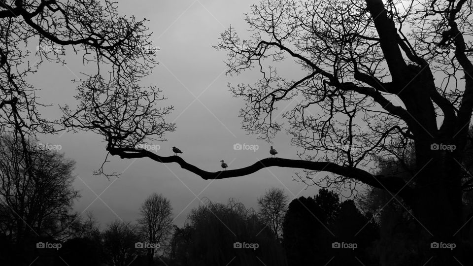 Bird perching on bare tree