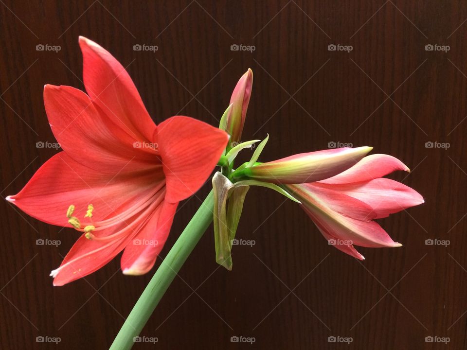 Red amaryllis lilies
