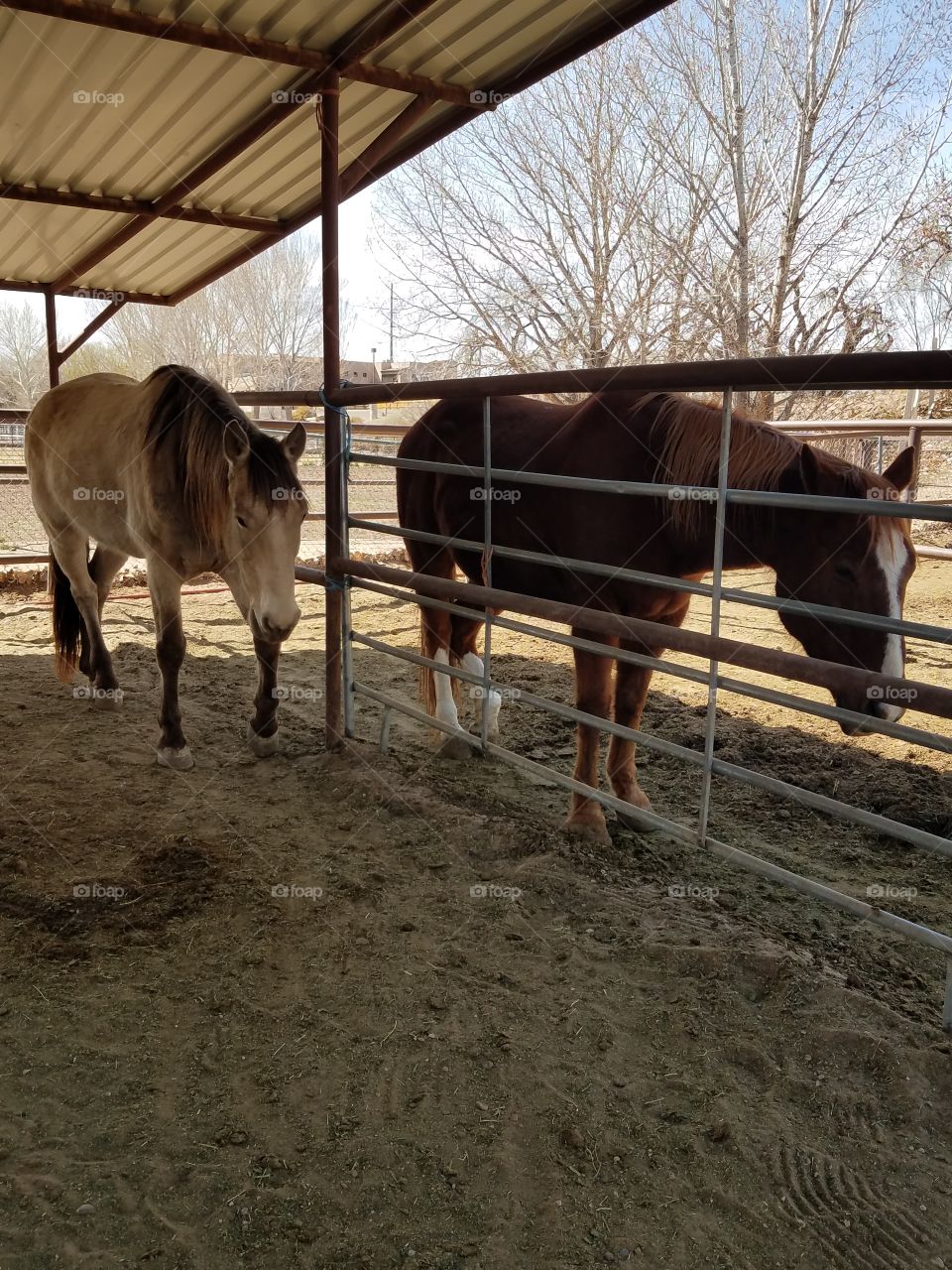 Two Horses in stalls