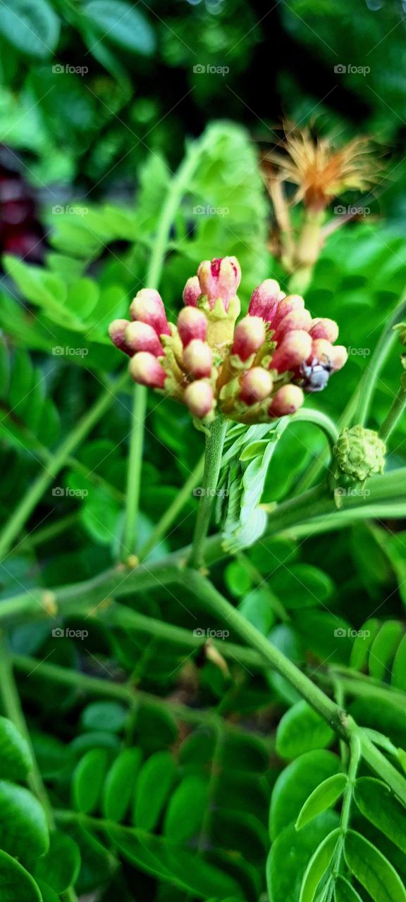 flower bud