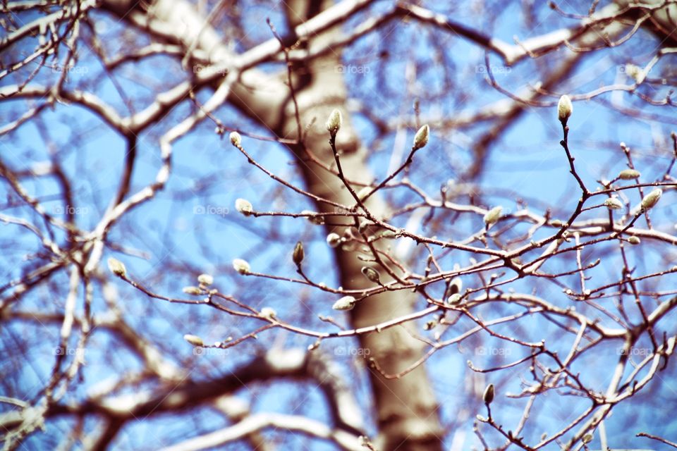 Tree buds