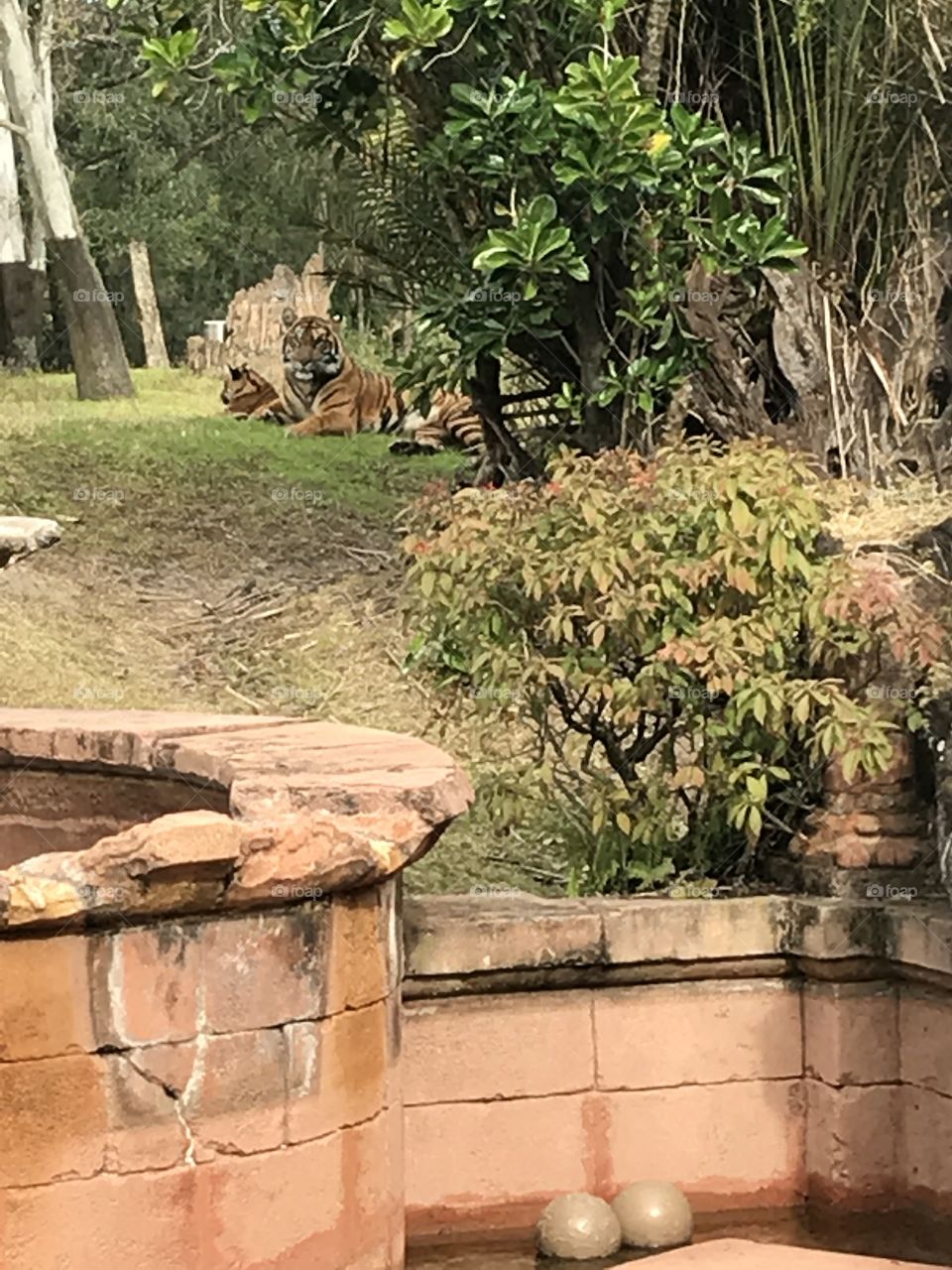 Tiger family in the distance 