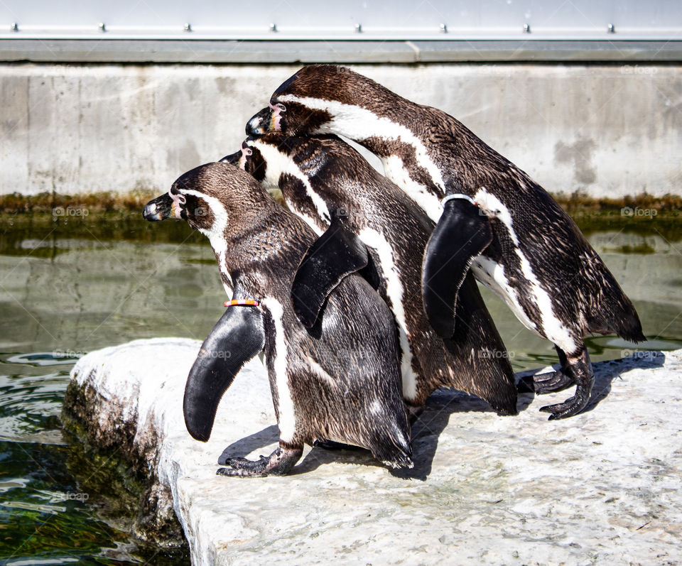 Three penguins in Copenhagen Zoo