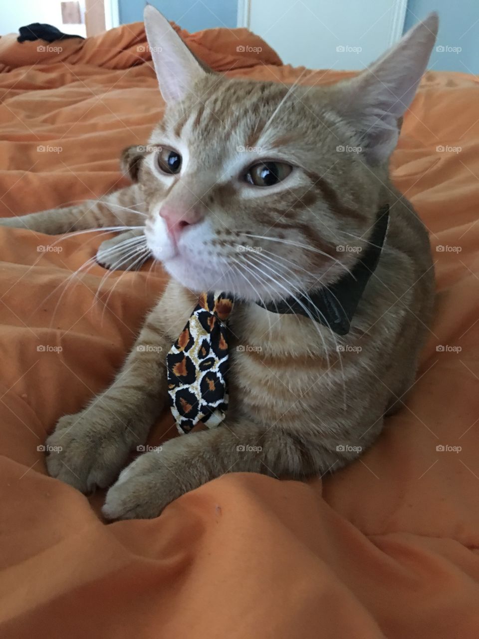 Handsome kitty with leopard print tie 
