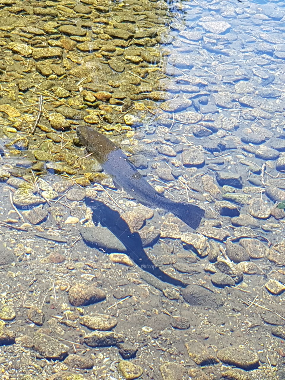 Swimming trout in a transparent mountain pond
