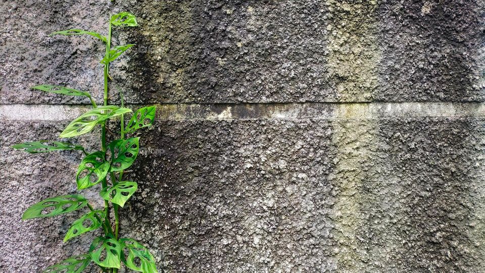 Monstera adansonii, know as Swiss cheese plant can creeping on the wall and on the ground. Empty space for text and advertisement and life quotes.