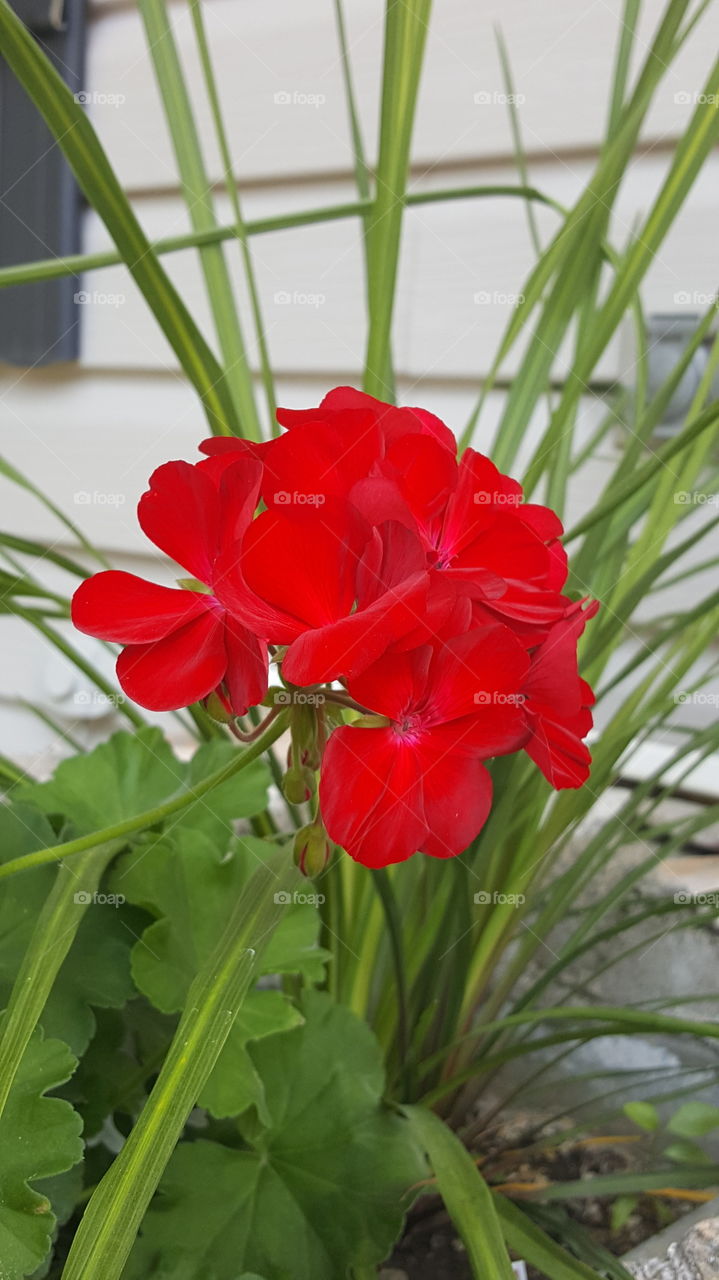 Pretty in Red