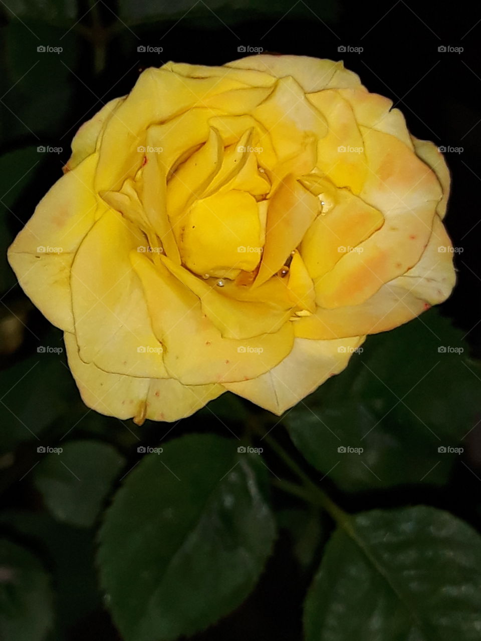 rosa