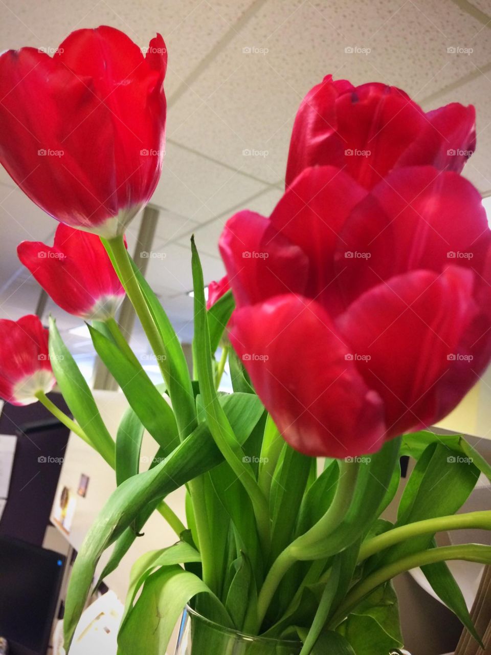 Red Tulips 
